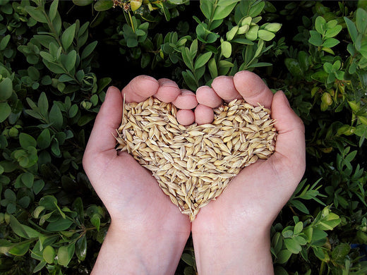 Close-up of hands forming a heart shape around a pile of mixed whole grains on a wooden surface, symbolizing health, nutrition, and the love of natural, wholesome food.